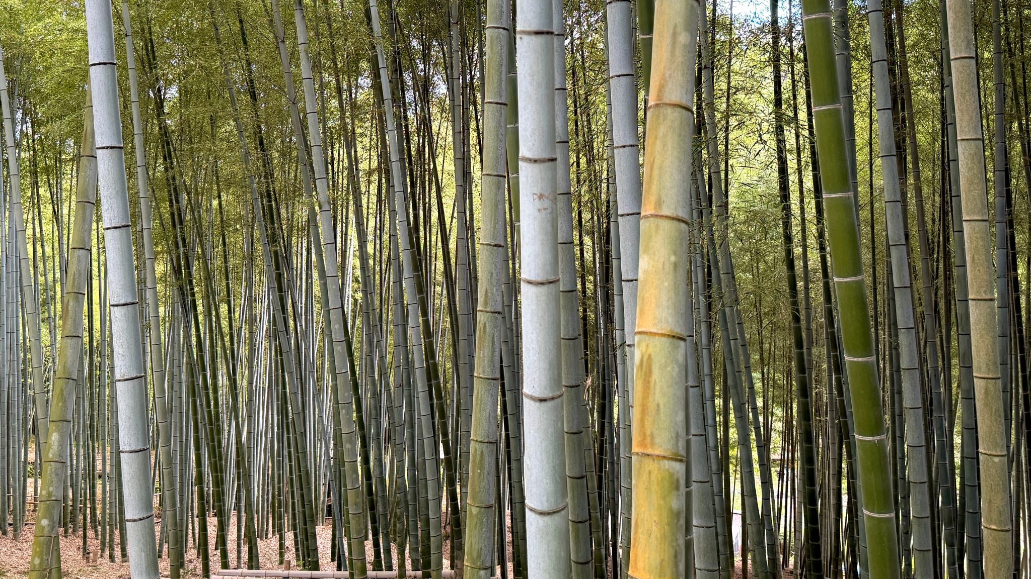 Bamboo: The Ultimate Eco Warrior – me.motherearth