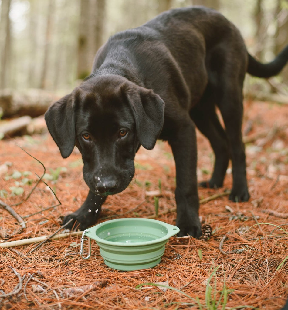 black lab puppy drinking from zero waste pet container