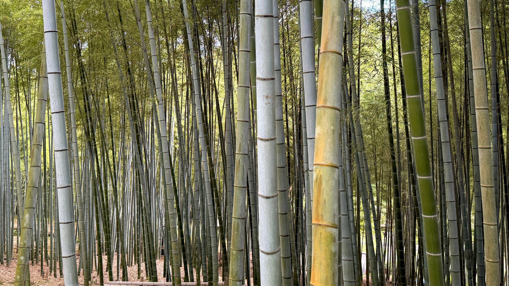 Bamboo: The Ultimate Eco Warrior