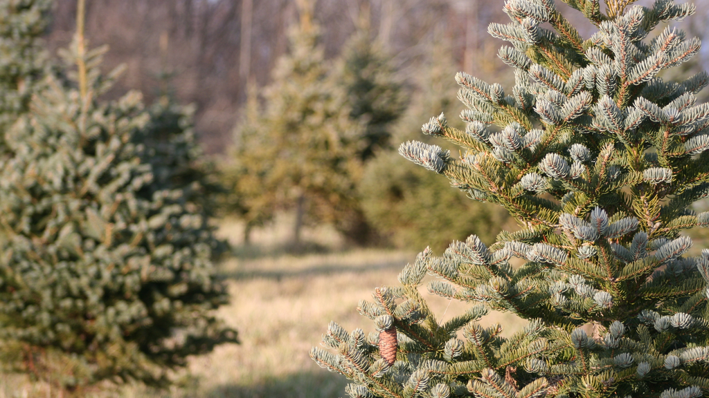 Real or Fake: The Christmas Tree Dilemma