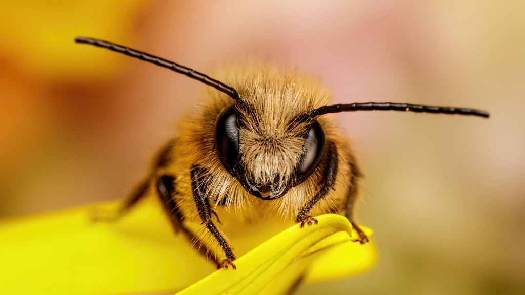 The Buzz on Bees: Celebrating National Honey Bee Day