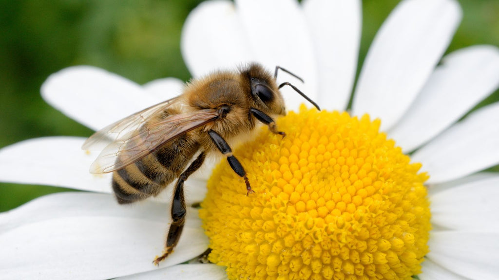 The Importance of Bees + Ways to Protect them